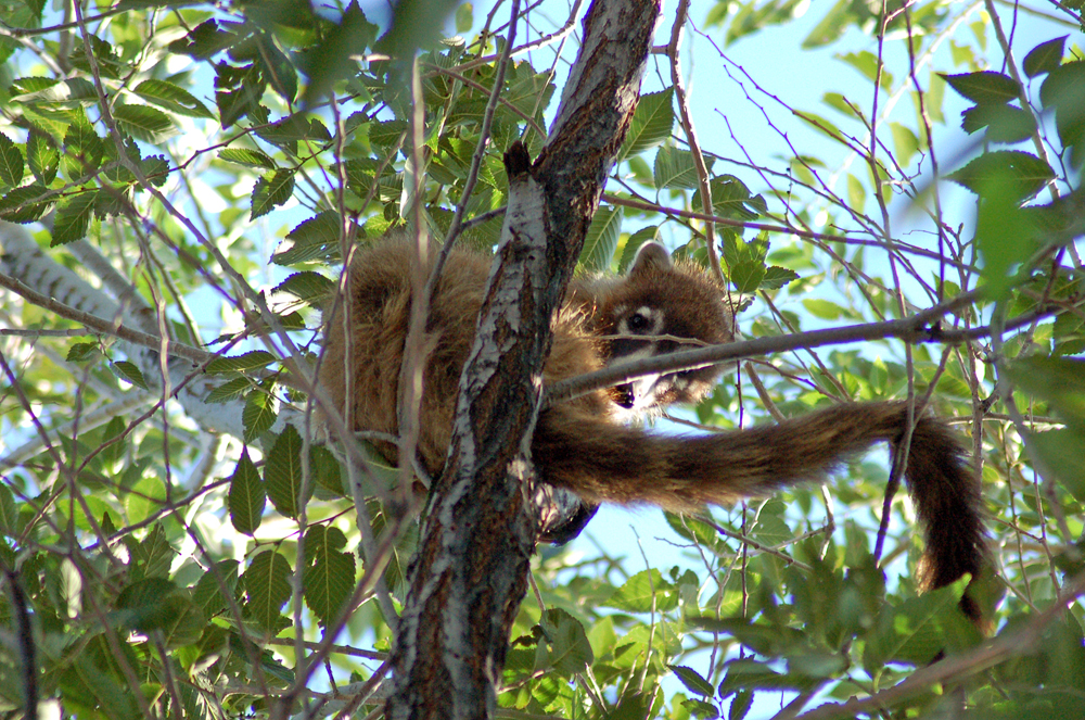 Coati in a Tree