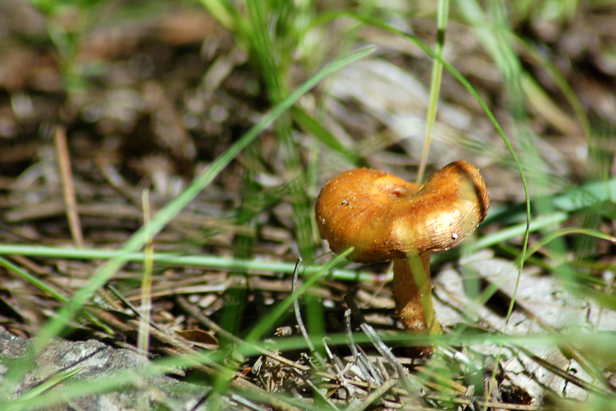 The Little Orange Mushroom